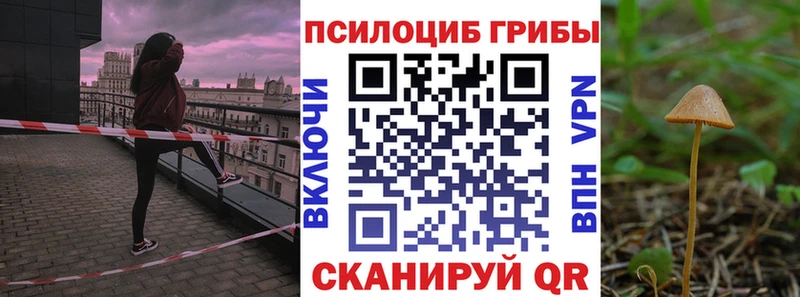 Купить где  Сунжа  Псилоцибиновые грибы прущие грибы 